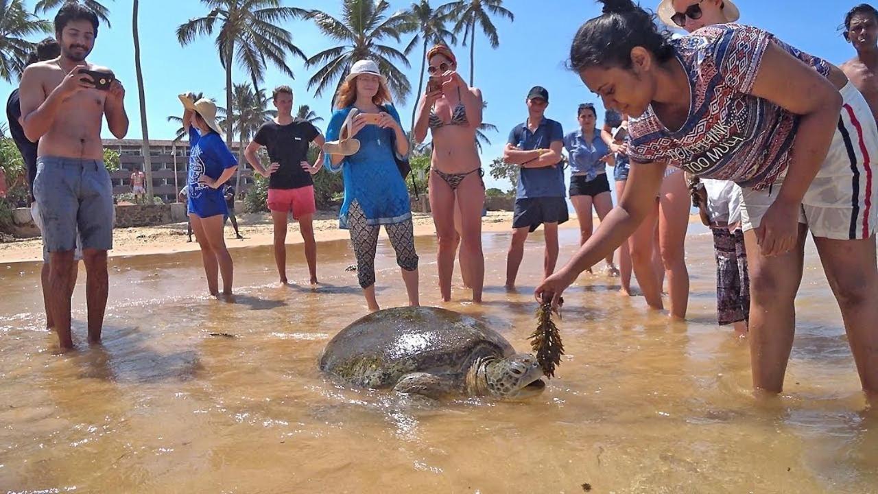 Turtle Bay Hotel Hikkaduwa Bagian luar foto